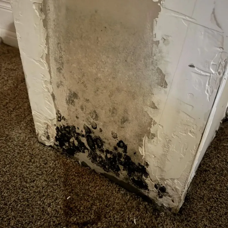 Professional Mold Removal in Clark County, AR